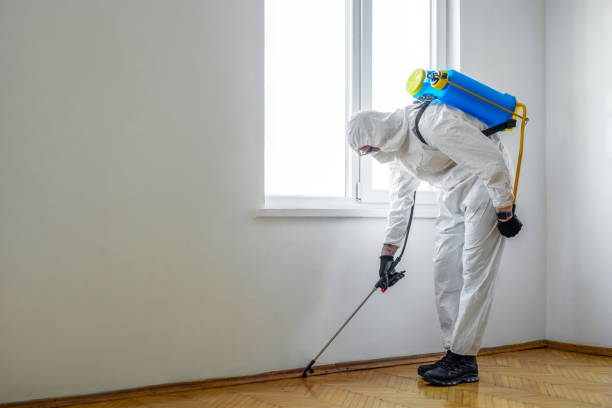 Wasp Removal Services in Bridgewater Center, NJ